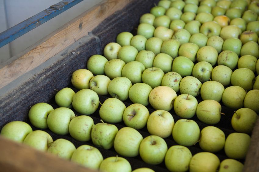 Fruit-Conveyor-Foam-Lining