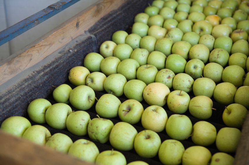 Fruit-Conveyor-Foam-Lining