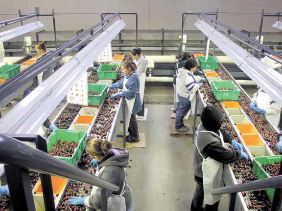 Fruit-Sorting